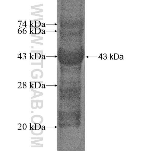 SLC35F5 fusion protein Ag14544 SDS-PAGE