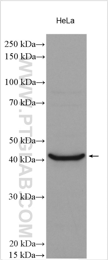 Western Blot (WB) analysis of various lysates using SLC36A1 Polyclonal antibody (24775-1-AP)