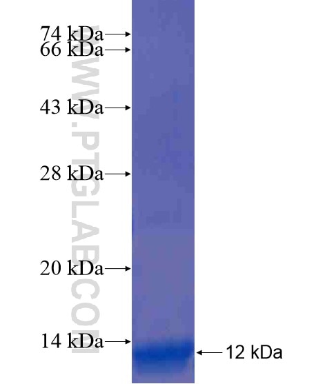 SLC36A1 fusion protein Ag20599 SDS-PAGE