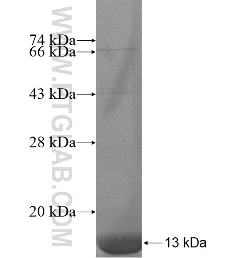 SLC36A2 fusion protein Ag15717 SDS-PAGE