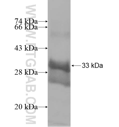 SLC36A2 fusion protein Ag15742 SDS-PAGE