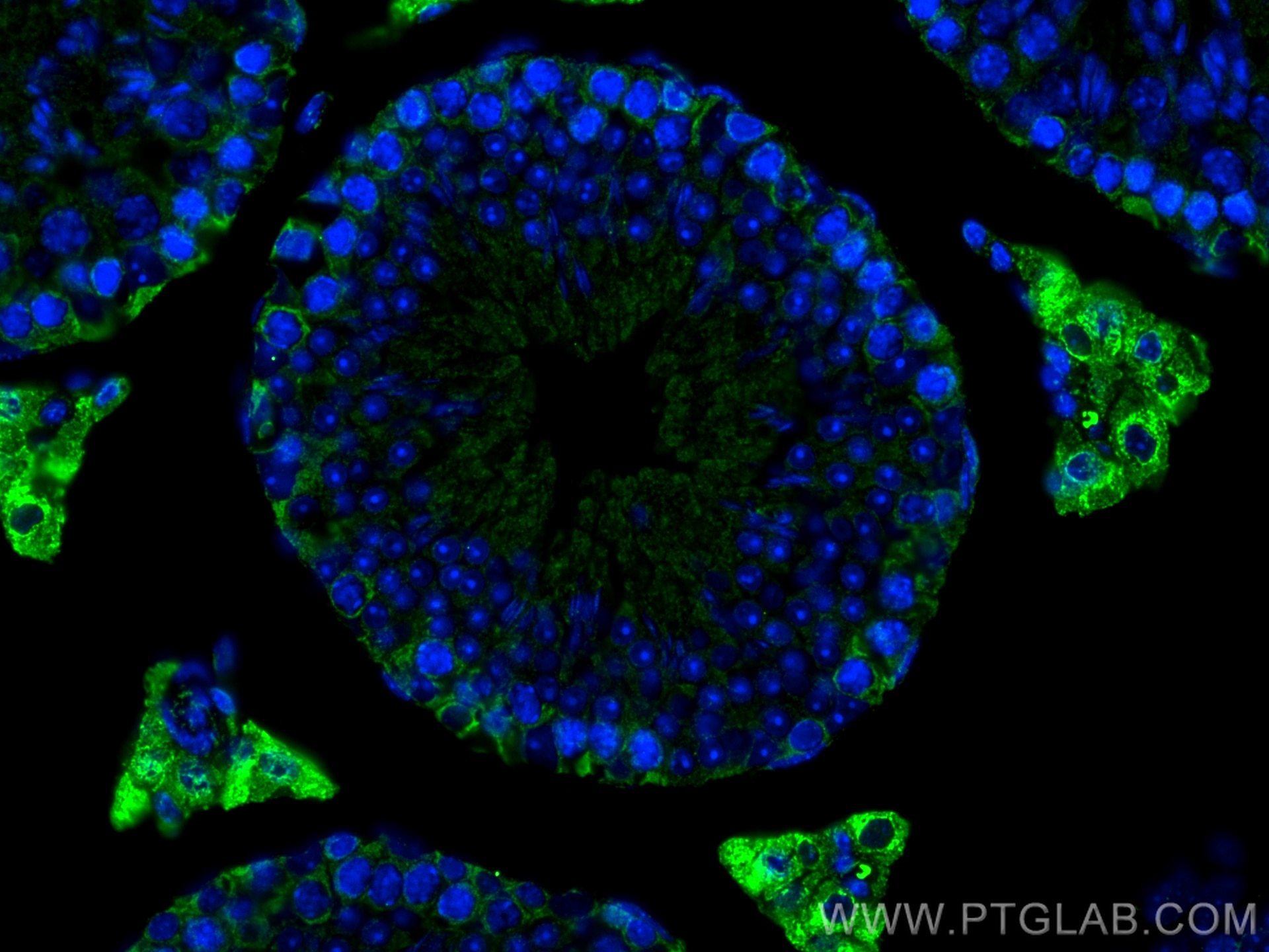 IF Staining of mouse testis using 67929-1-Ig