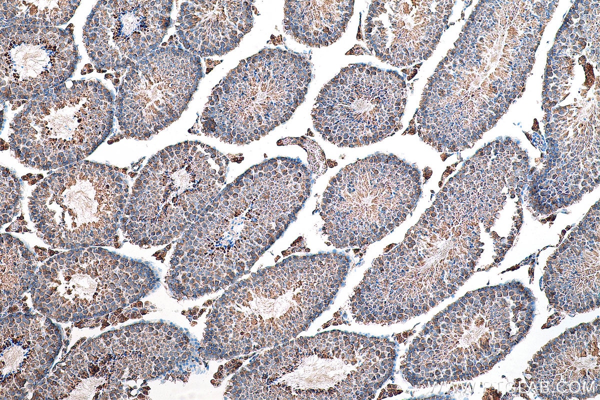 Immunohistochemistry (IHC) staining of mouse testis tissue using SLC36A3 Monoclonal antibody (67929-1-Ig)