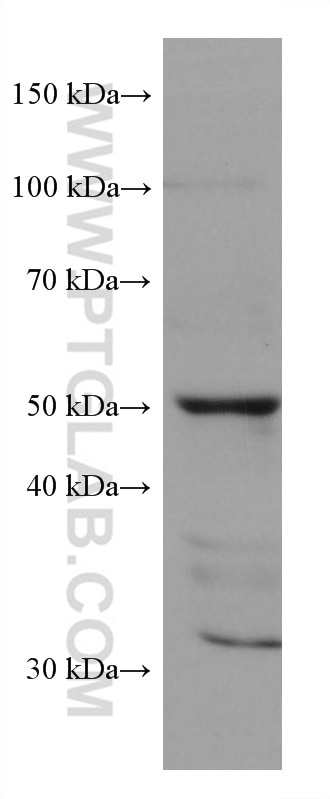 Western Blot (WB) analysis of COLO 320 cells using SLC36A3 Monoclonal antibody (67929-1-Ig)