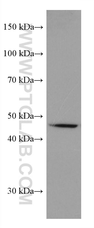 Western Blot (WB) analysis of HepG2 cells using SLC36A3 Monoclonal antibody (67929-1-Ig)