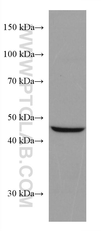 Western Blot (WB) analysis of PC-3 cells using SLC36A3 Monoclonal antibody (67929-1-Ig)