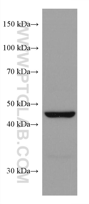 Western Blot (WB) analysis of LNCaP cells using SLC36A3 Monoclonal antibody (67929-1-Ig)