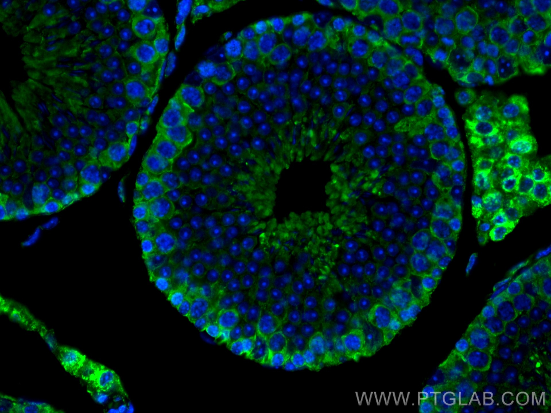 Immunofluorescence (IF) / fluorescent staining of mouse testis tissue using CoraLite® Plus 488-conjugated SLC36A3 Monoclonal a (CL488-67929)