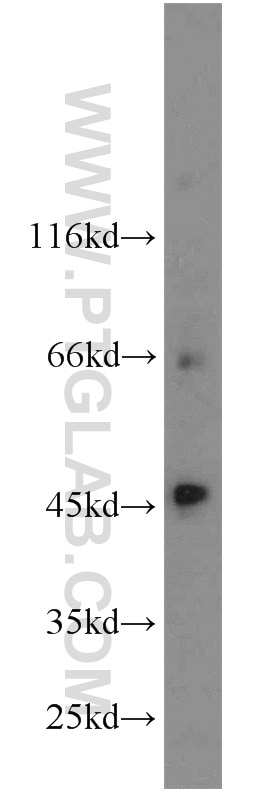 WB analysis of PC-3 using 24066-1-AP