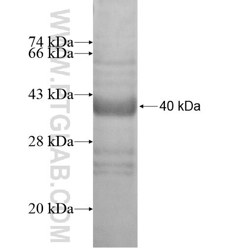 SLC37A3 fusion protein Ag14305 SDS-PAGE