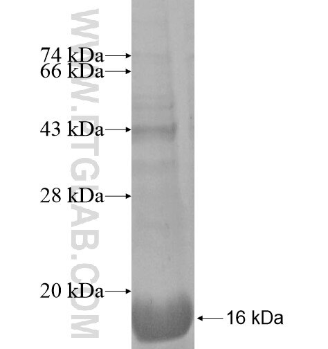 SLC37A3 fusion protein Ag14813 SDS-PAGE