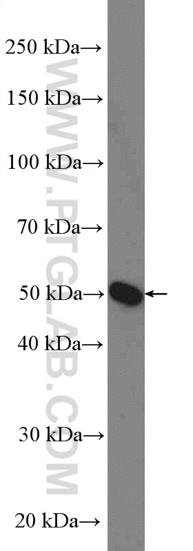 Western Blot (WB) analysis of HepG2 cells using SLC37A4 Polyclonal antibody (20612-1-AP)
