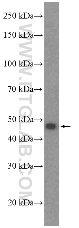 Western Blot (WB) analysis of mouse liver tissue using SLC37A4 Polyclonal antibody (20612-1-AP)