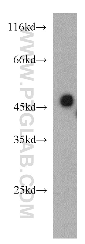 Western Blot (WB) analysis of mouse kidney tissue using SLC37A4 Polyclonal antibody (20612-1-AP)