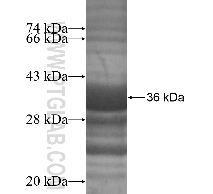 SLC37A4 fusion protein Ag14660 SDS-PAGE