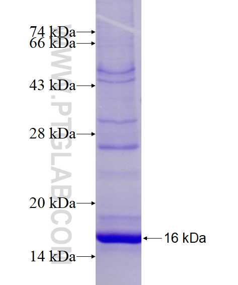SLC37A4 fusion protein Ag14807 SDS-PAGE
