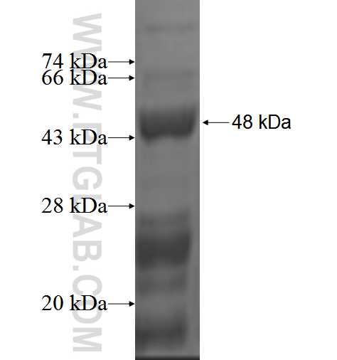 SLC38A1 fusion protein Ag2668 SDS-PAGE