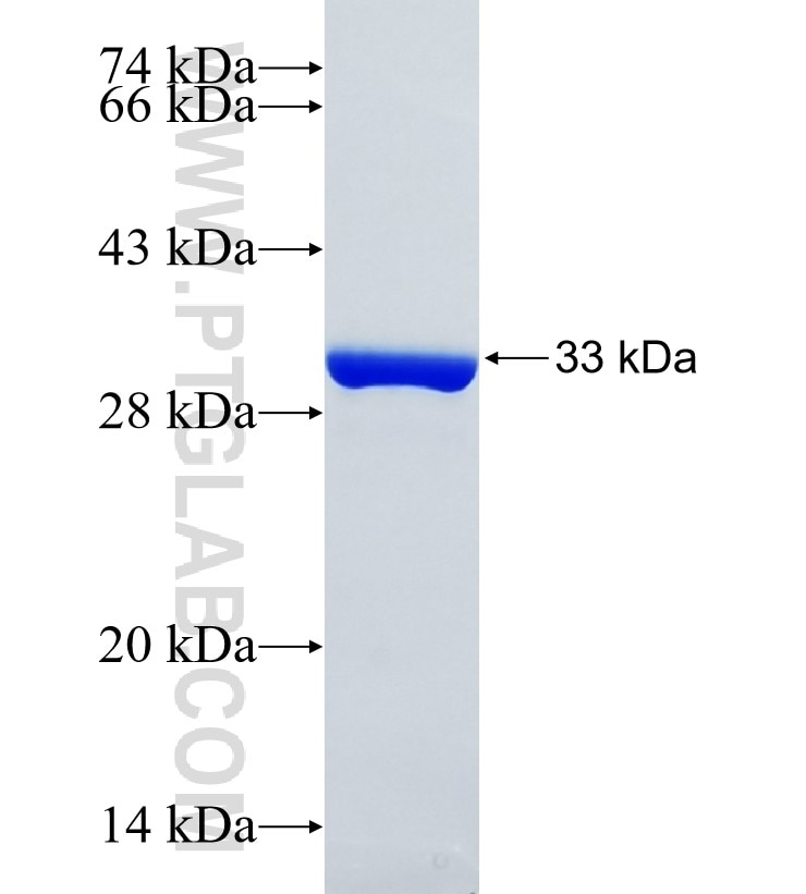 SLC38A2 fusion protein Ag23082 SDS-PAGE