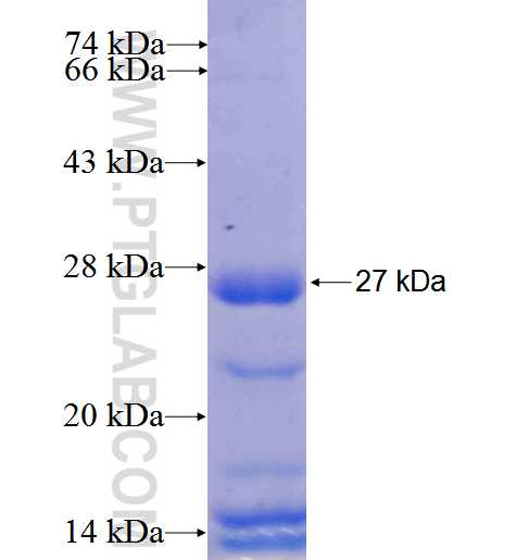 SLC38A3 fusion protein Ag5512 SDS-PAGE