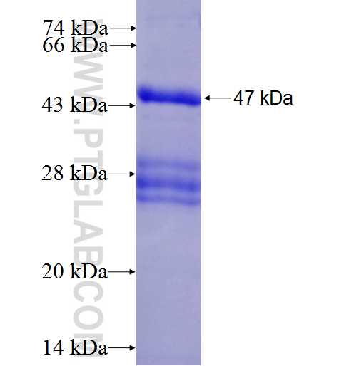 SLC38A3 fusion protein Ag5553 SDS-PAGE