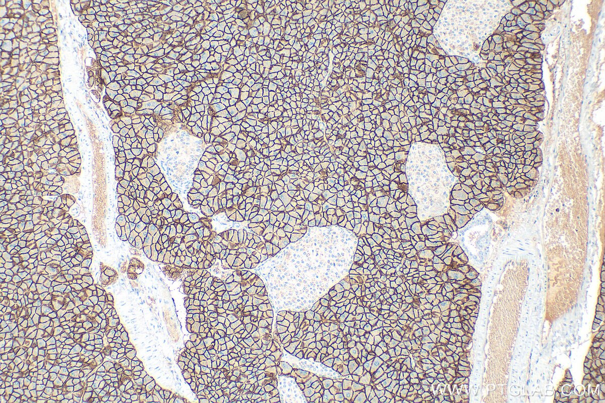 Immunohistochemistry (IHC) staining of mouse pancreas tissue using SLC38A5 Polyclonal antibody (28102-1-AP)