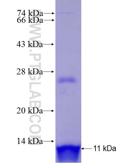 SLC38A5 fusion protein Ag27892 SDS-PAGE