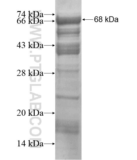 SLC39A10 fusion protein Ag20099 SDS-PAGE