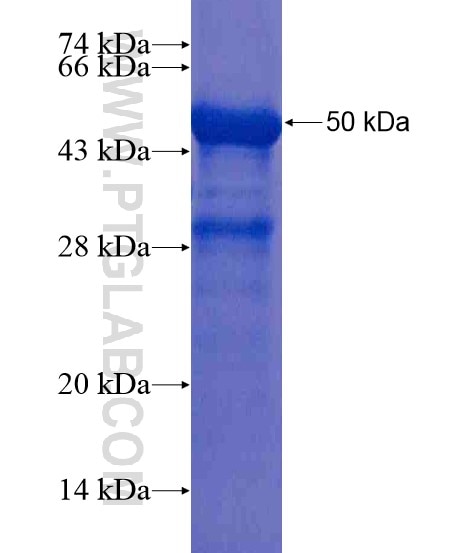 SLC39A10 fusion protein Ag20243 SDS-PAGE