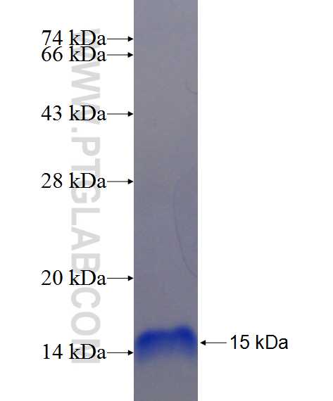 SLC39A13 fusion protein Ag24388 SDS-PAGE