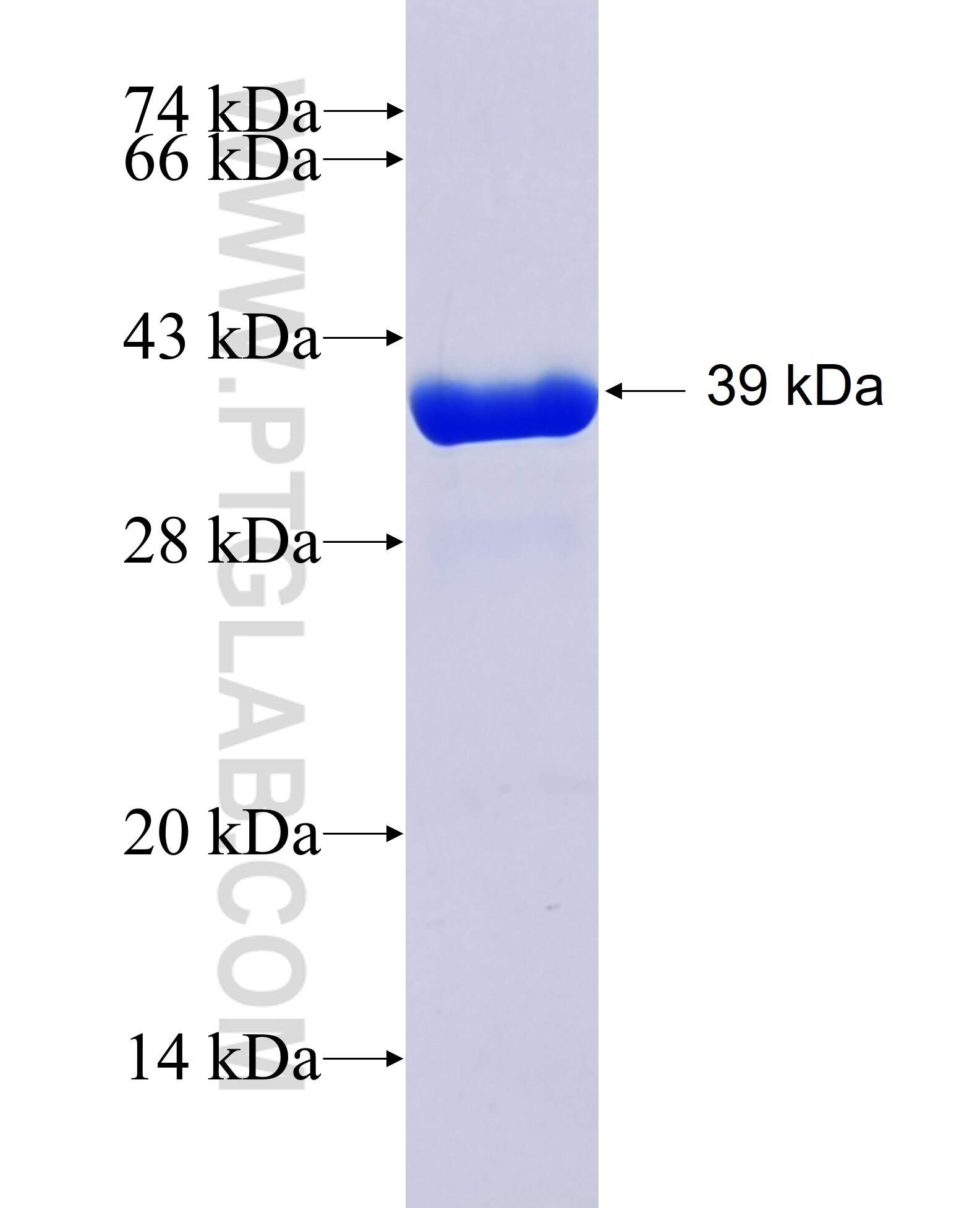 SLC39A14 fusion protein Ag24210 SDS-PAGE