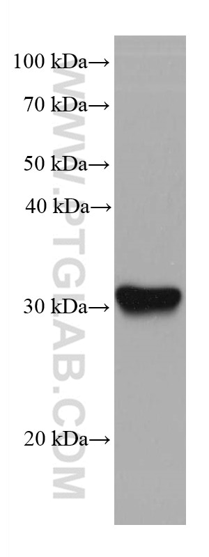 Western Blot (WB) analysis of HepG2 cells using SLC39A3 Monoclonal antibody (68025-1-Ig)