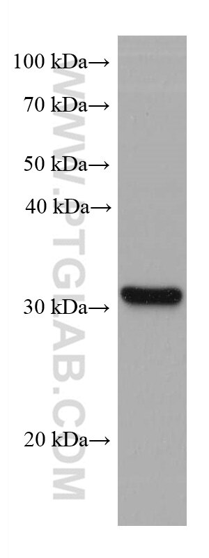 Western Blot (WB) analysis of A549 cells using SLC39A3 Monoclonal antibody (68025-1-Ig)