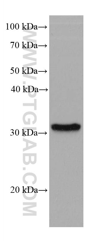 WB analysis of Jurkat using 68025-1-Ig