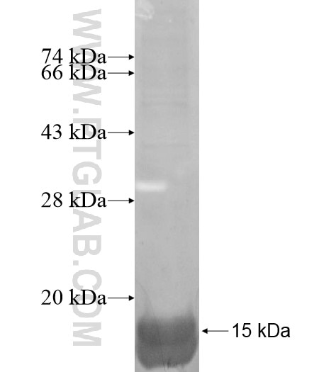 SLC39A3 fusion protein Ag14814 SDS-PAGE