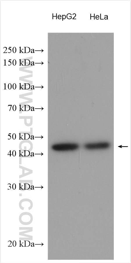 Western Blot (WB) analysis of various lysates using ZIP7 Polyclonal antibody (19429-1-AP)