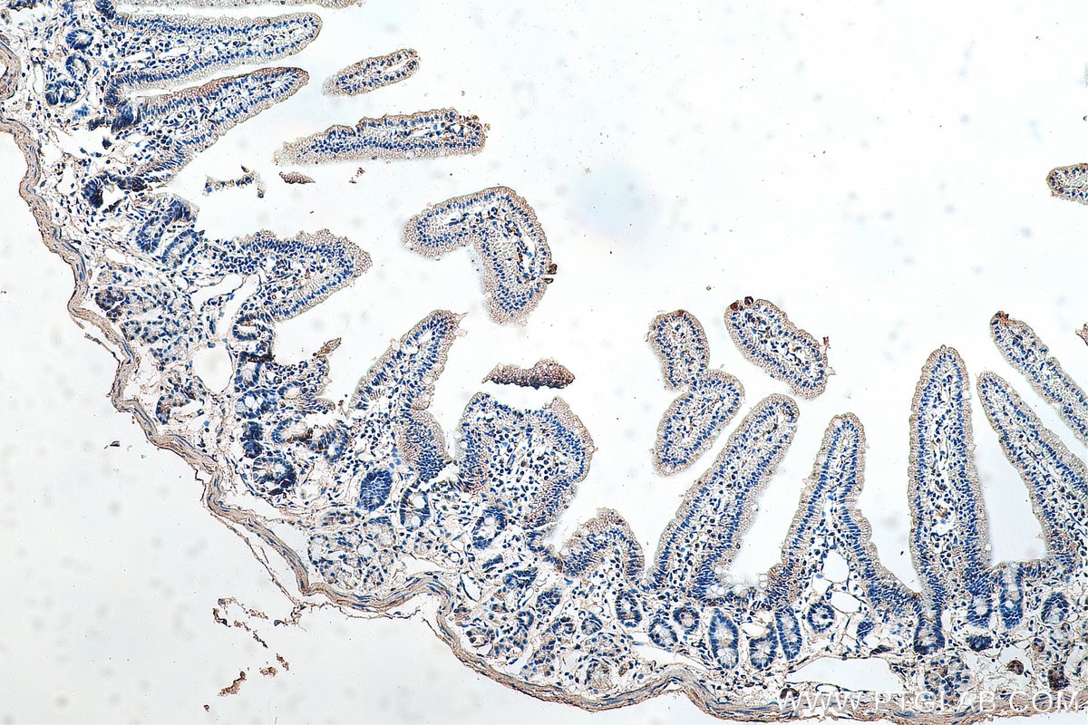 Immunohistochemistry (IHC) staining of mouse small intestine tissue using ZIP8 Polyclonal antibody (20459-1-AP)
