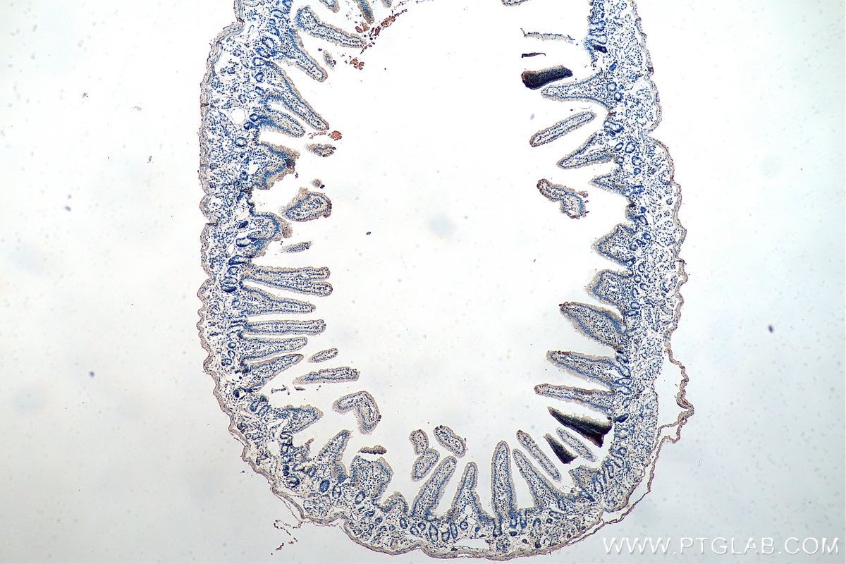 IHC staining of mouse small intestine using 20459-1-AP