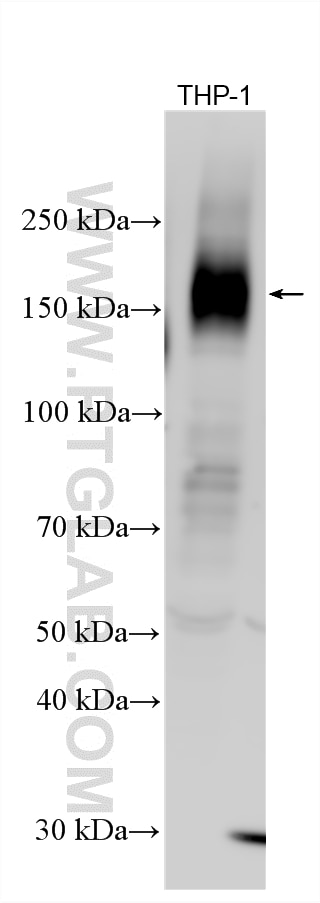Western Blot (WB) analysis of various lysates using ZIP8 Polyclonal antibody (20459-1-AP)