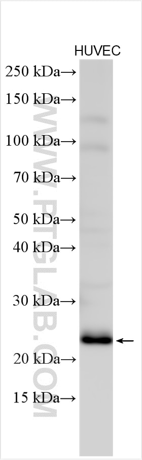 WB analysis using 17607-1-AP