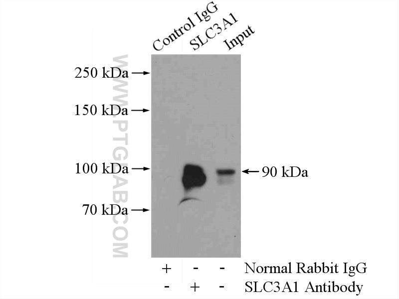 Immunoprecipitation (IP) experiment of mouse kidney tissue using SLC3A1 Polyclonal antibody (16343-1-AP)