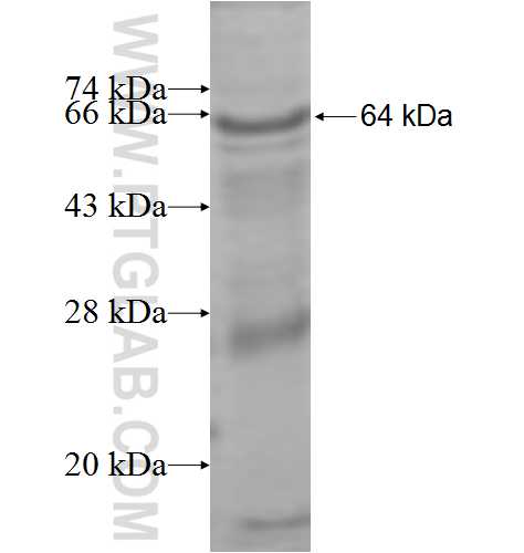 SLC3A1 fusion protein Ag9525 SDS-PAGE