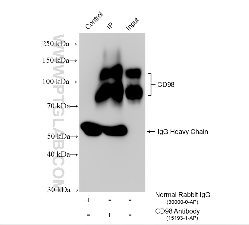 Immunoprecipitation (IP) experiment of HeLa cells using CD98/SLC3A2 Polyclonal antibody (15193-1-AP)