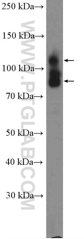 Western Blot (WB) analysis of Raji cells using CD98/SLC3A2 Polyclonal antibody (15193-1-AP)