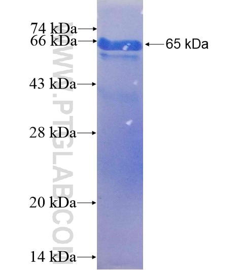 SLC3A2 fusion protein Ag7280 SDS-PAGE