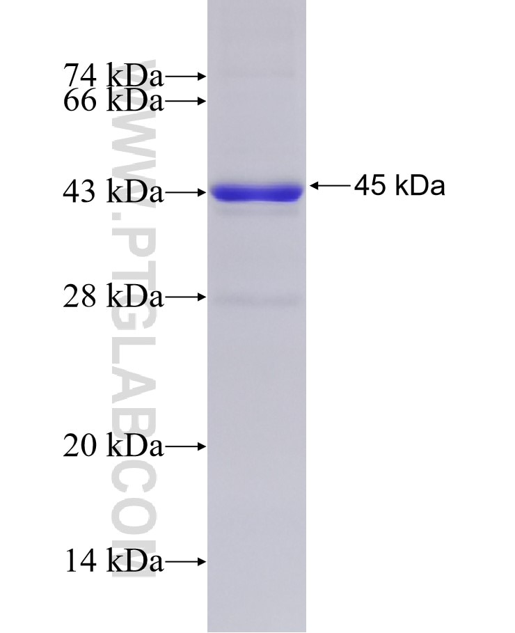 SLC3A2 fusion protein Ag7301 SDS-PAGE