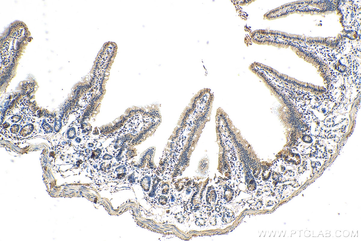 Immunohistochemistry (IHC) staining of mouse small intestine tissue using SLC40A1/FPN1 Polyclonal antibody (26601-1-AP)