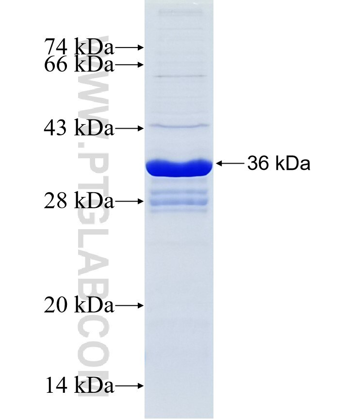 SLC40A1 fusion protein Ag24206 SDS-PAGE