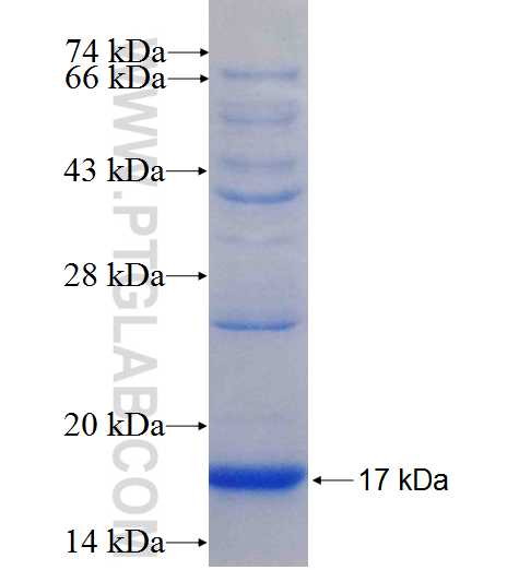SLC40A1 fusion protein Ag24273 SDS-PAGE
