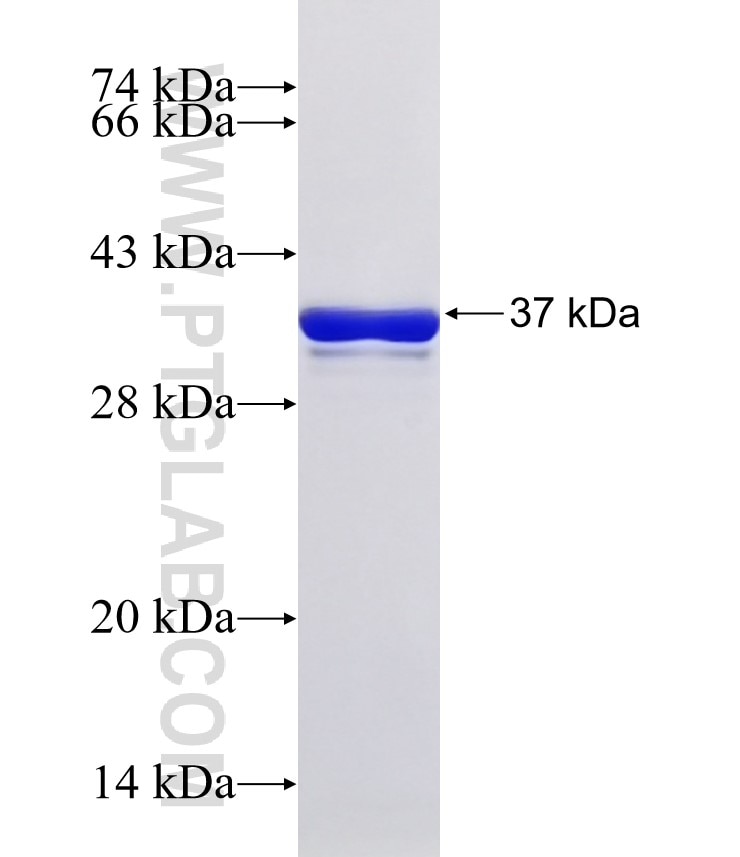 SLC40A1 fusion protein Ag32966 SDS-PAGE
