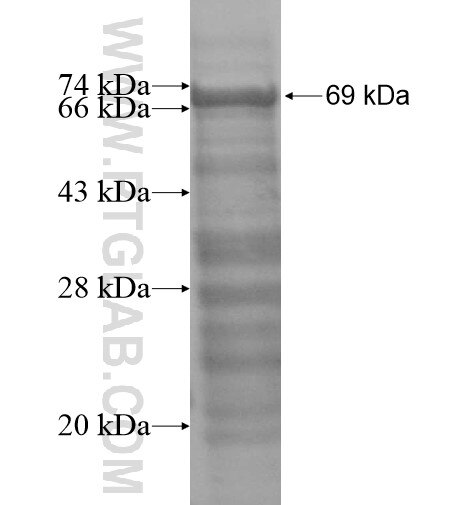 SLC40A1 fusion protein Ag13573 SDS-PAGE